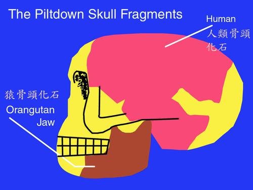 .  皮爾當人的骨頭組成──下顎骨是猿的，頭顱骨是人的(圖片提供：Lee Krystek ) 