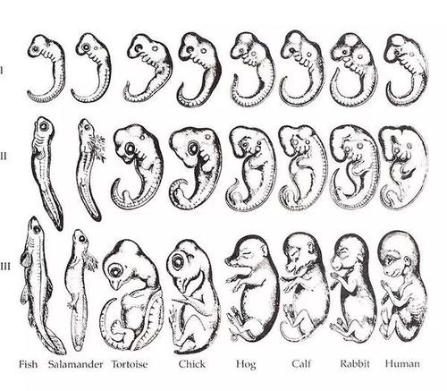 海克爾編造的人體胚胎圖