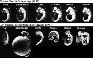 理查森的人體胚胎圖